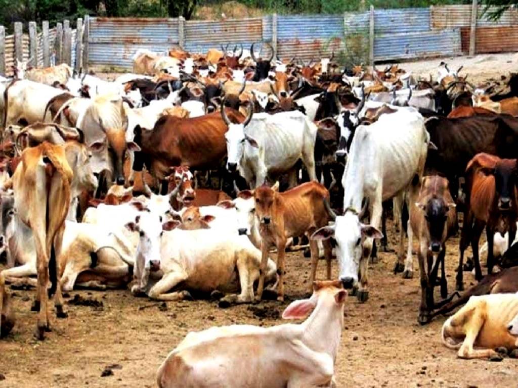Cases of adulterated cattle feed being manufactured and marketed have surfaced in the Cuttack region