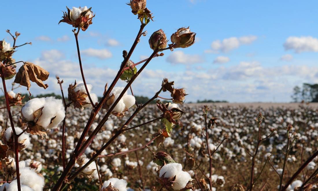 Cotton Crop