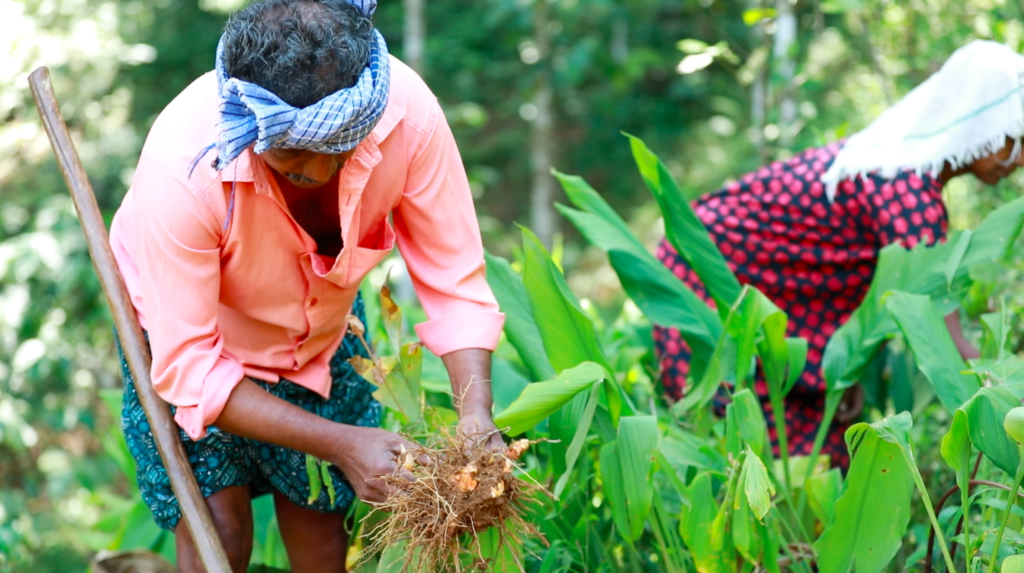 Farmers engaged in organic farming