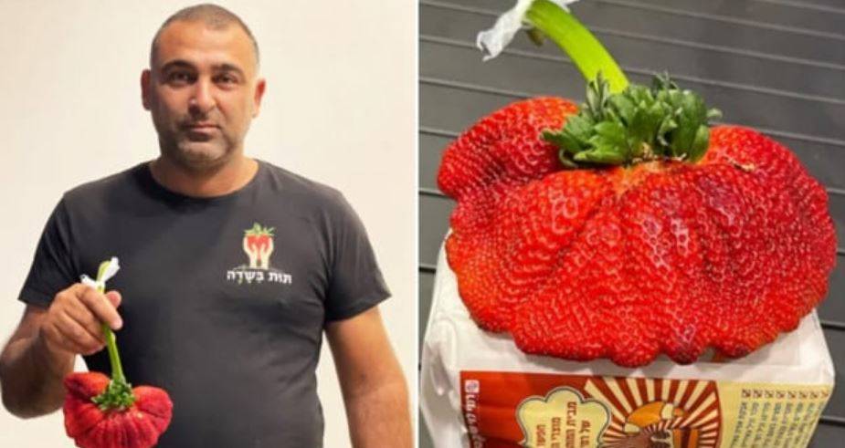 World's Heaviest Strawberry (Image Source-Guinness World Records )