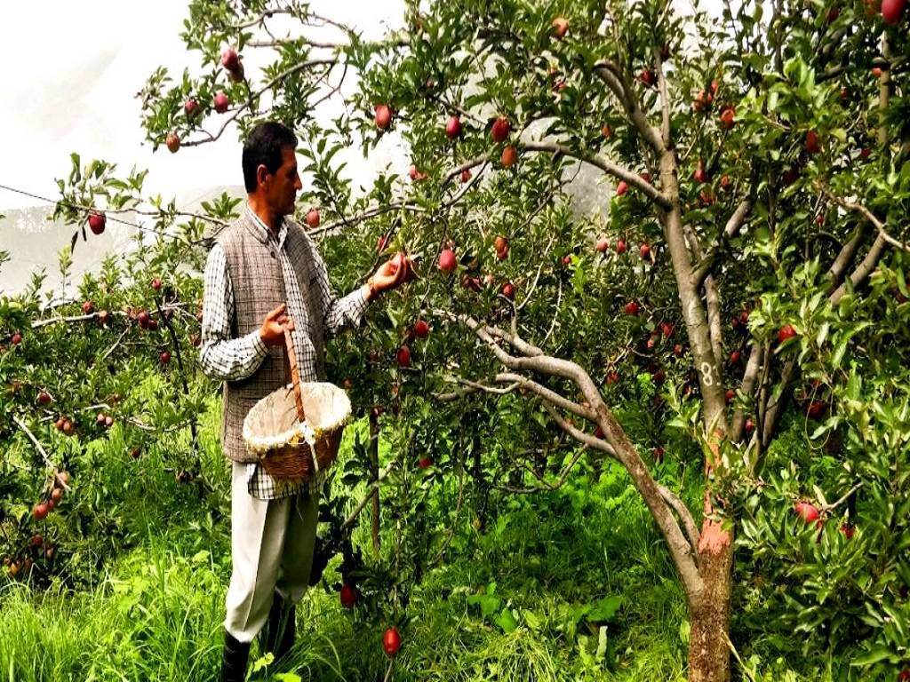 Direct Benefit Transfer (DBT) scheme, which provides fruit growers with a subsidy on pesticide purchases, has received a low response