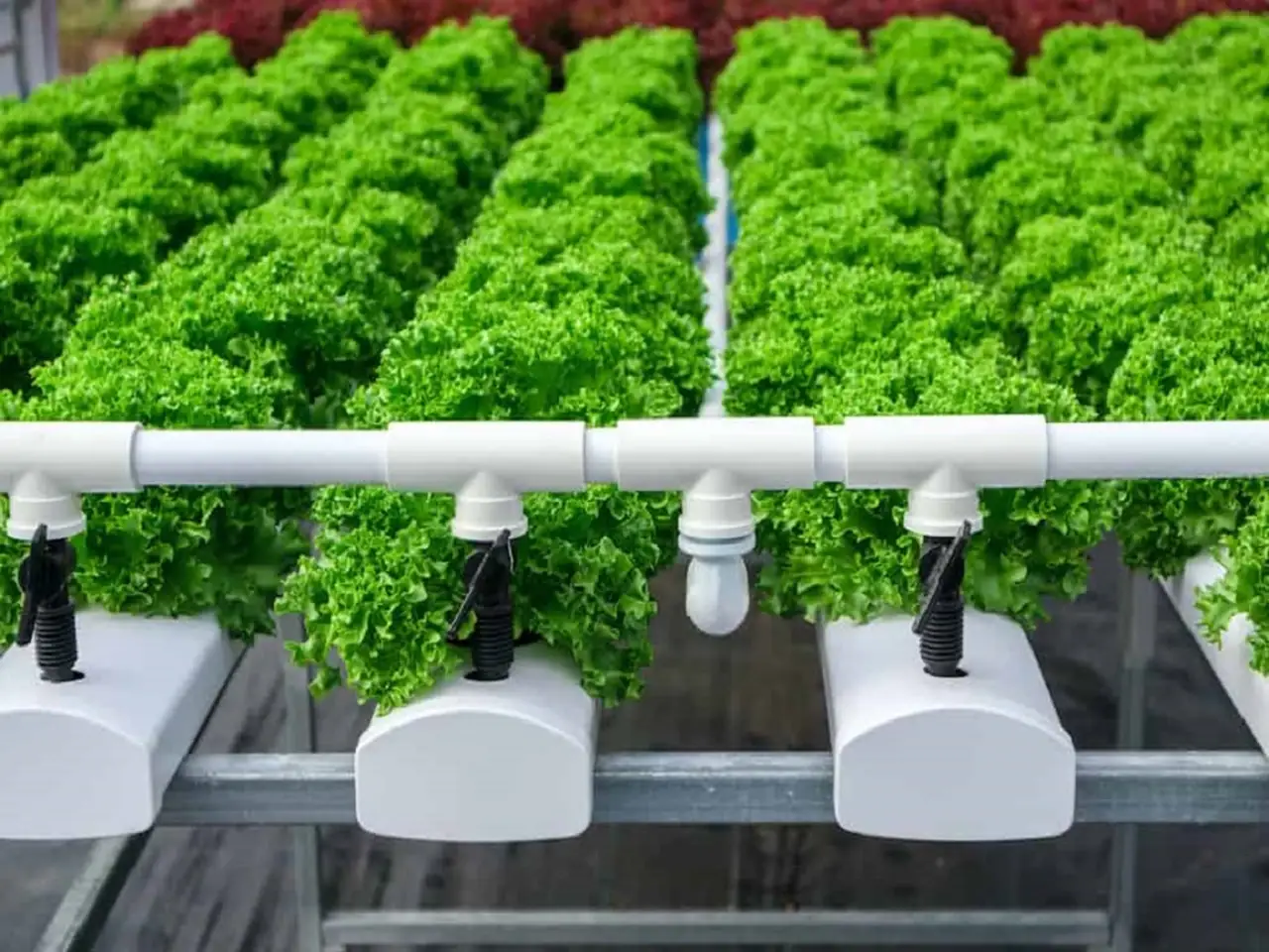 Ebb and Flow Hydroponic System
