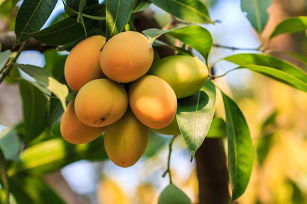 Organic Mango Farming