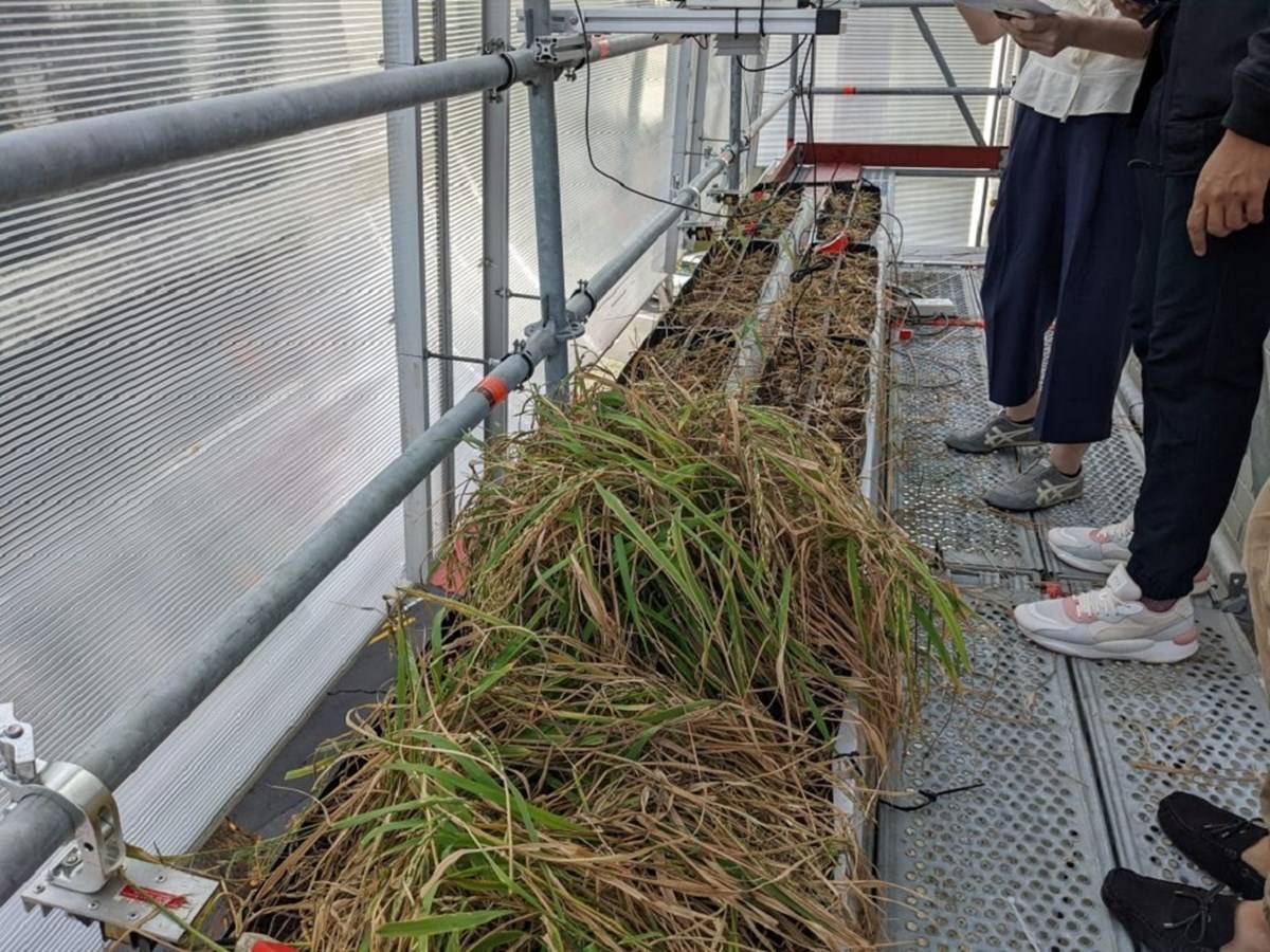 Cultivation of rice in Vertical Farm