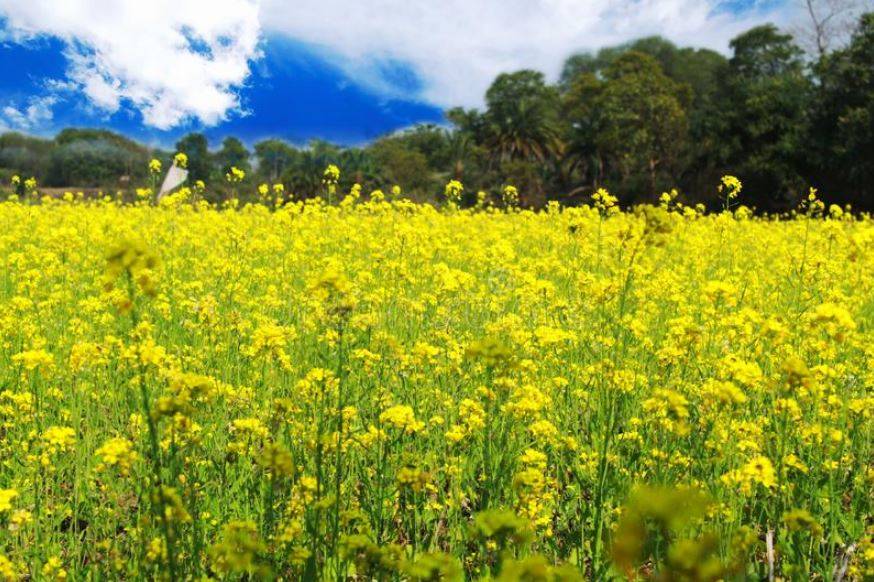 Beautiful Picture of Mustard Field