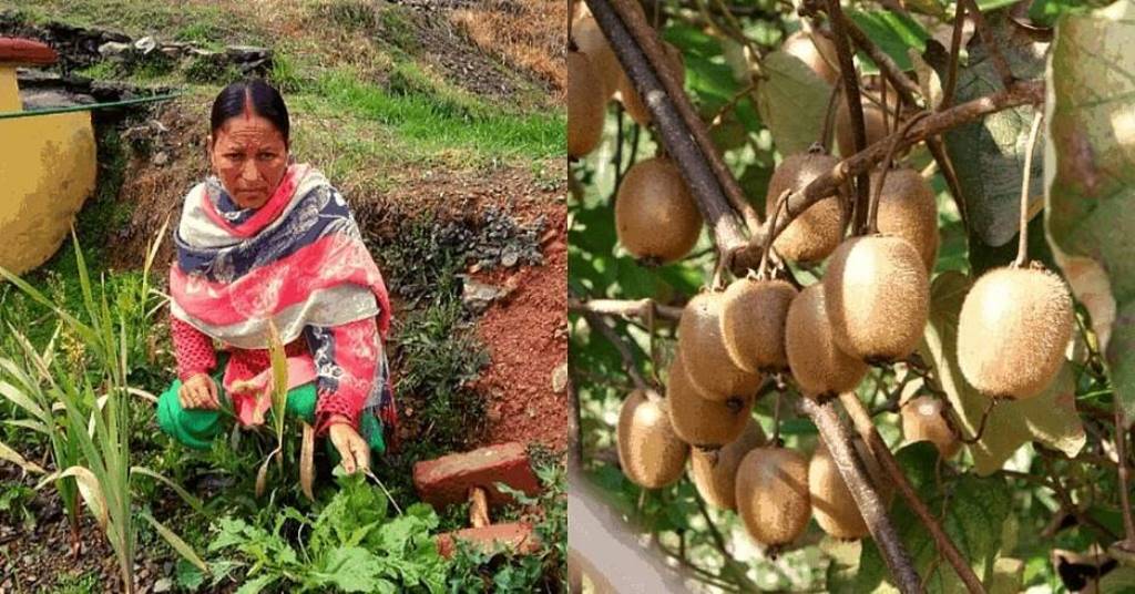 Woman from Uttarakhand Cultivates Kiwi to Reap Success