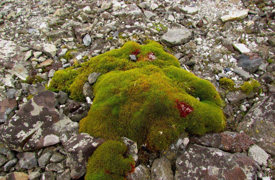 Picture indicating floral growth in Antarctica (Pic Credit: IN DEFENSE OF PLANTS)