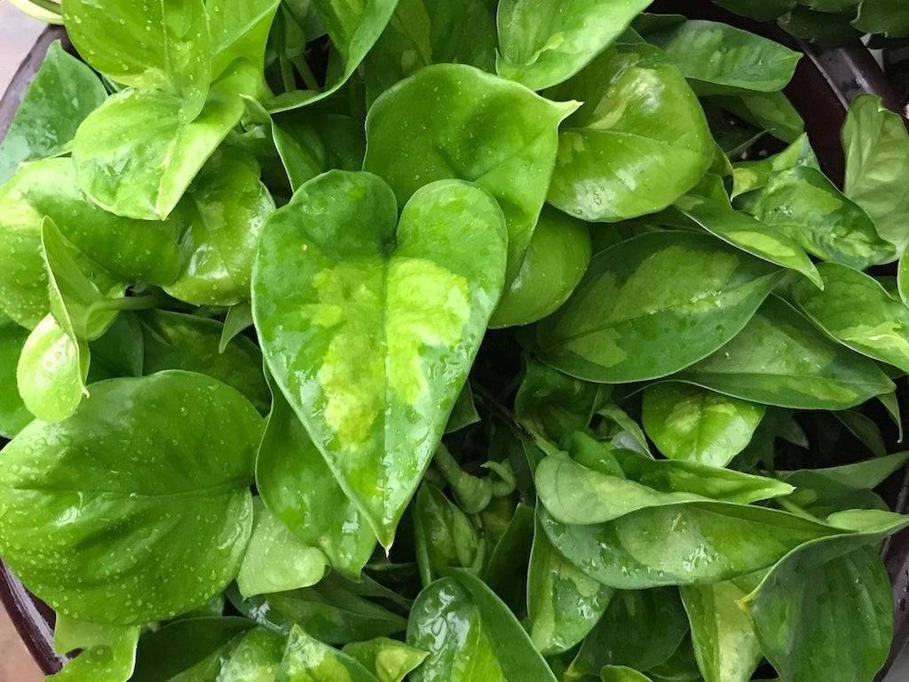 Global Green Pothos Plant