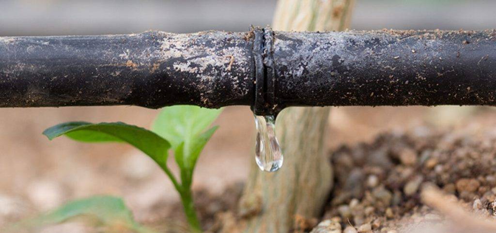 Drip Irrigation System in the Field