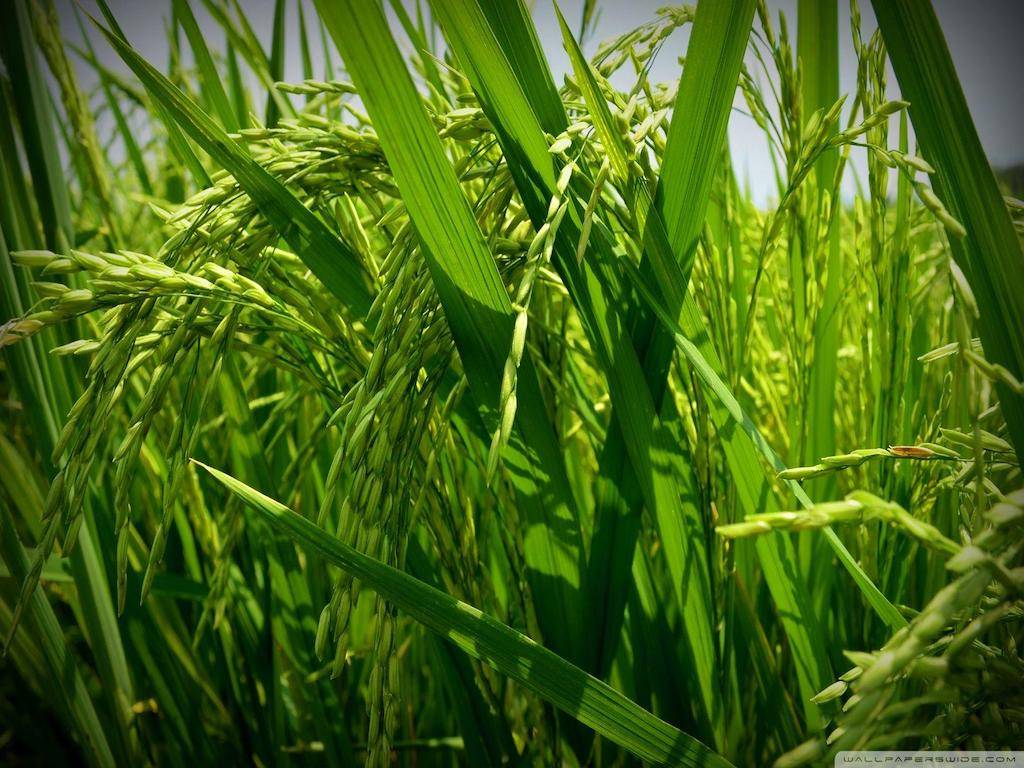 Paddy Cultivation