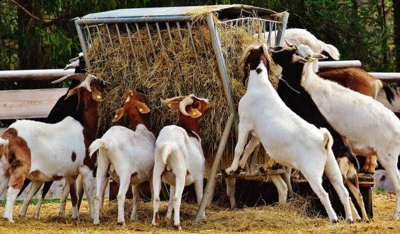 One Week Training on Goat Farming to Start on 21 February