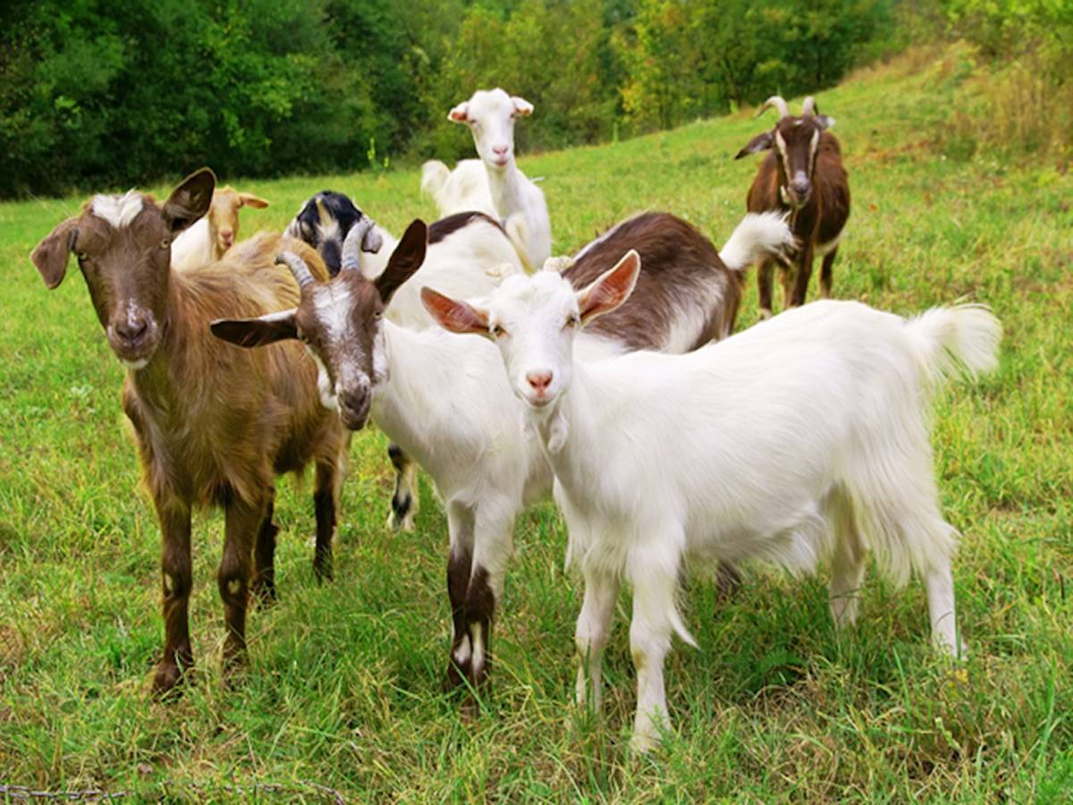 Profitable Goat farming Business