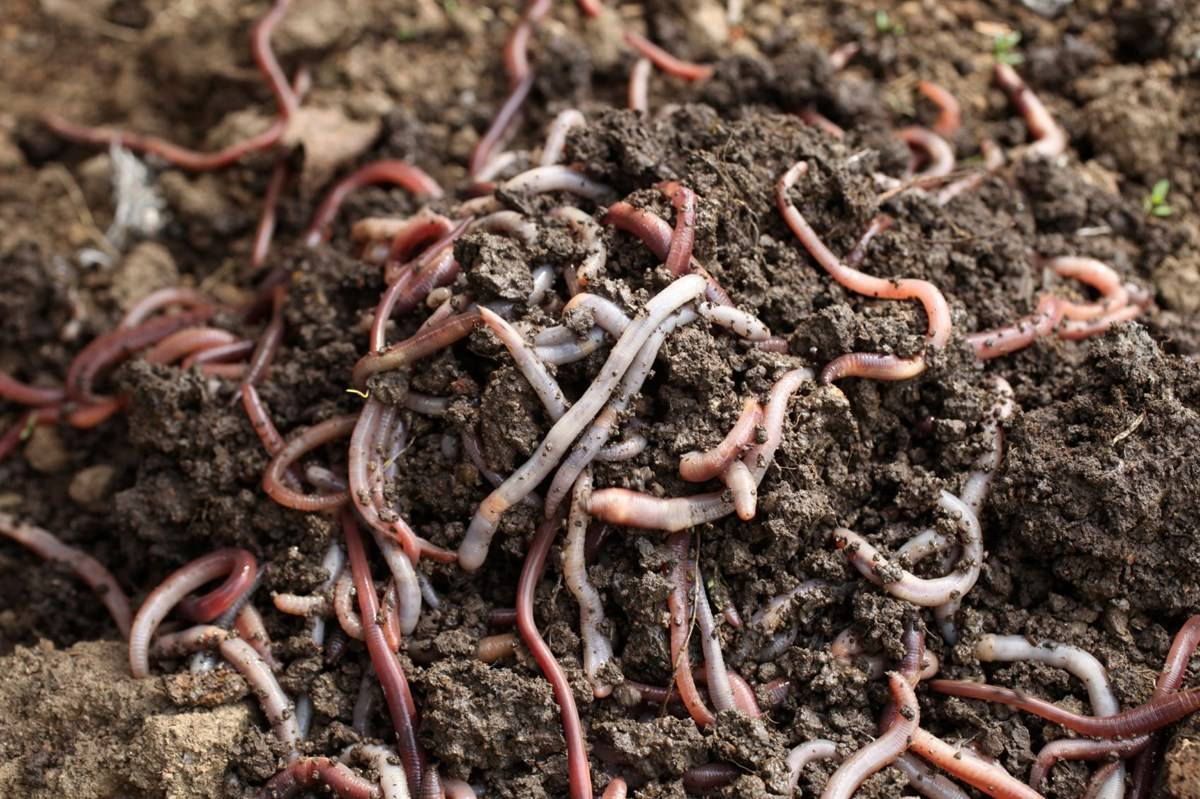 Earthworms- Farmer's Best Friend