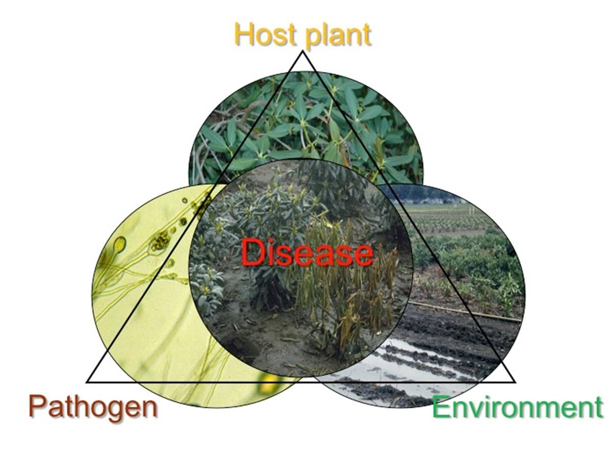 Plant Disease: The Triangle
