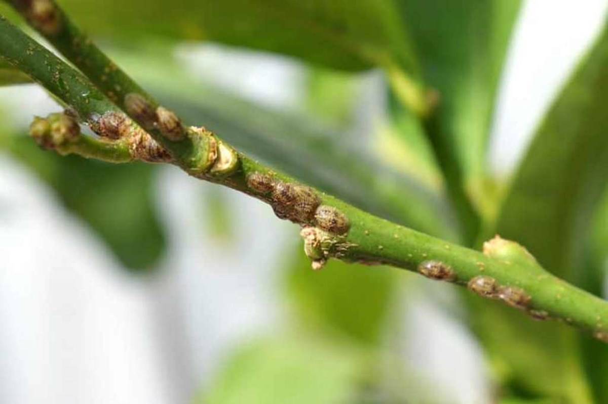 Insects in Citrus Trees