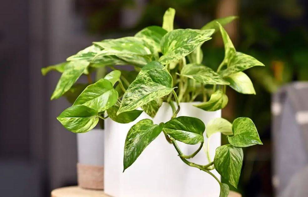 Marble Queen Pothos