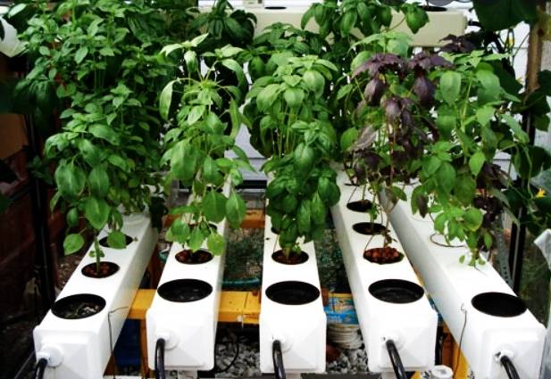 Grow Herbs Using Hydroponics System
