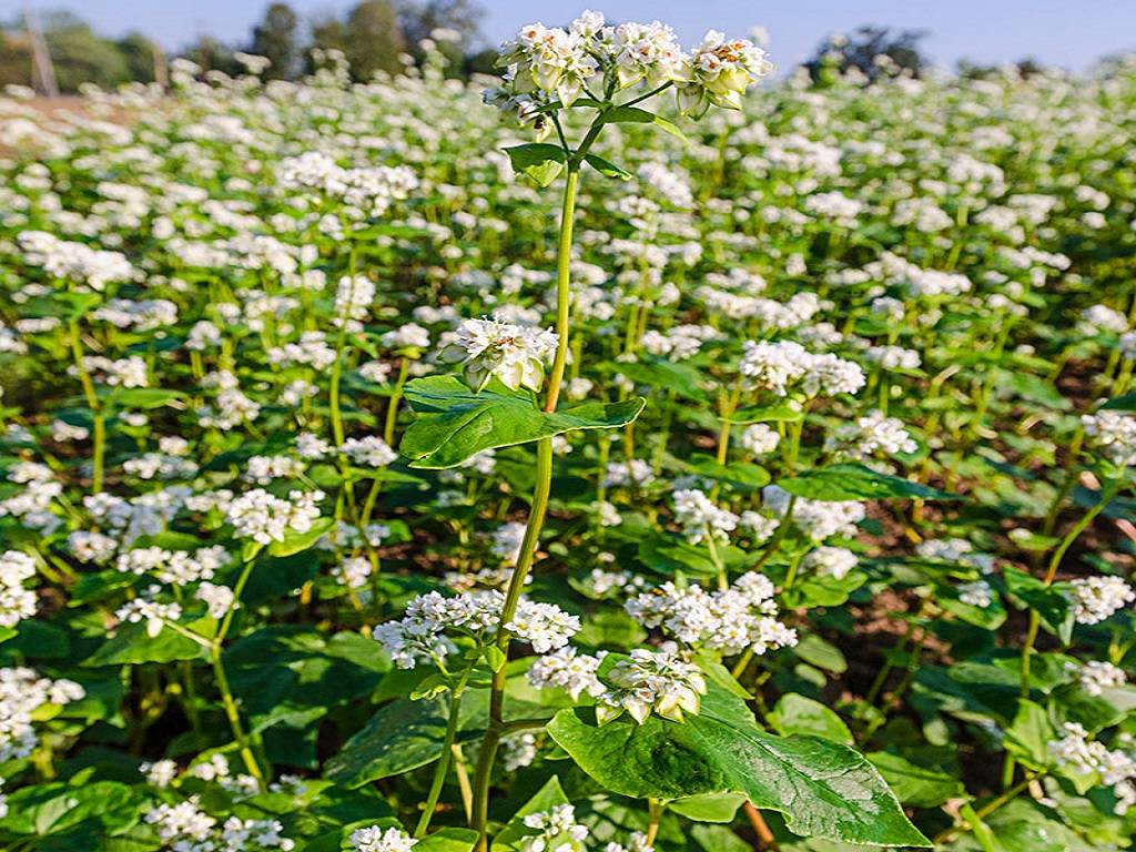 Buckwheat Flower