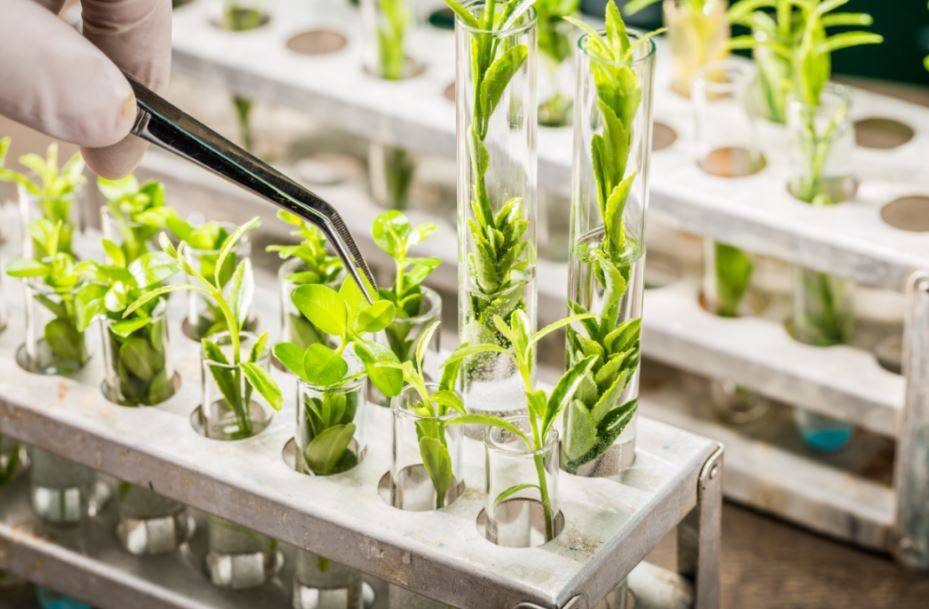 Genetically modified plants in Laboratory