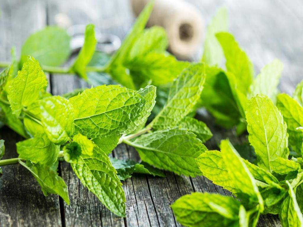 Mint Leaves