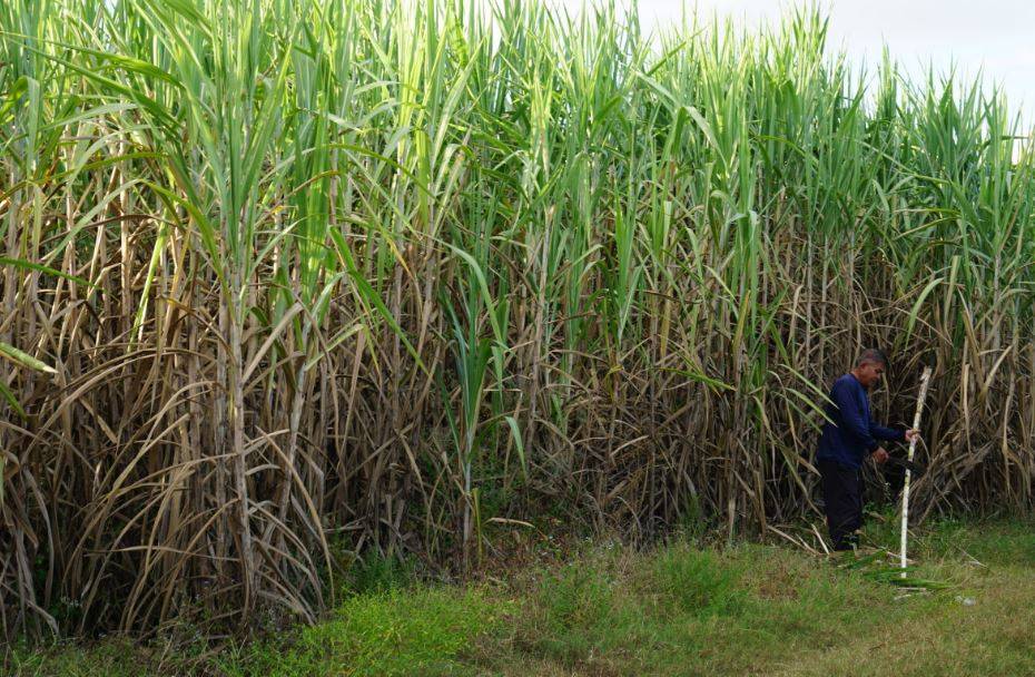 Farmer in his Sugarcane Field