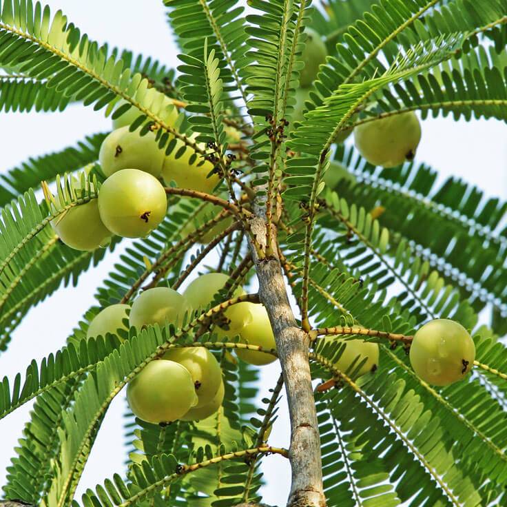 Amla Tree