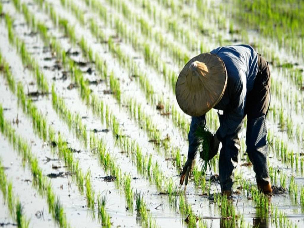 Rice Plantations