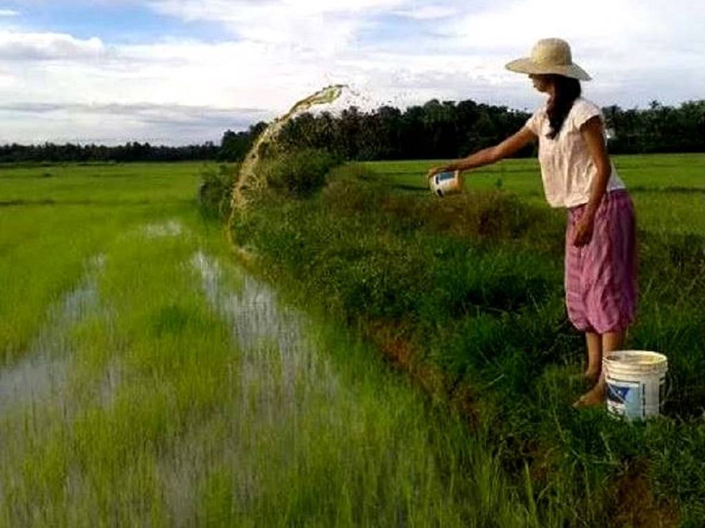 Researchers in China are ecstatic about their government's approval of gene-edited crops