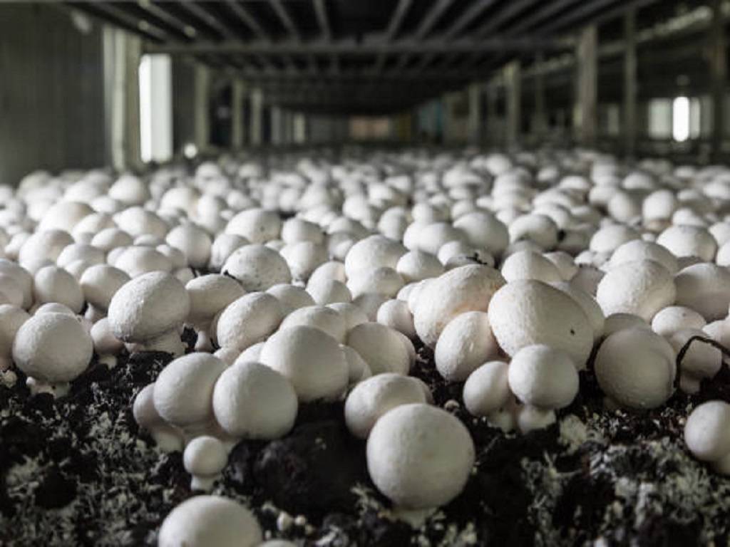 Mushroom Cultivation