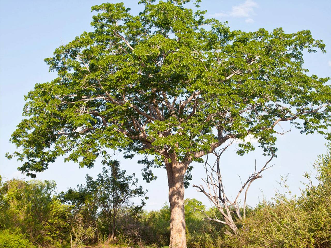 Mahogany tree is known to be very precious.