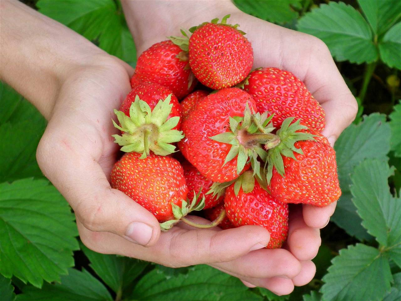 Strawberry Cultivation is the new trend among the farmers of Bihar