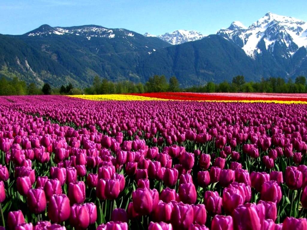 Tulip garden will open earlier than usual this season due to the significantly favorable weather