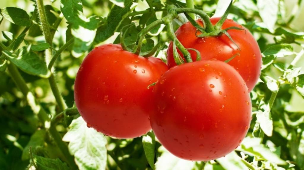 Fresh Tomato on the plant