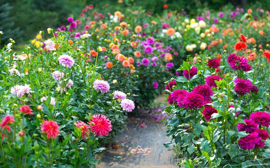 Beautiful Garden of Dahlias