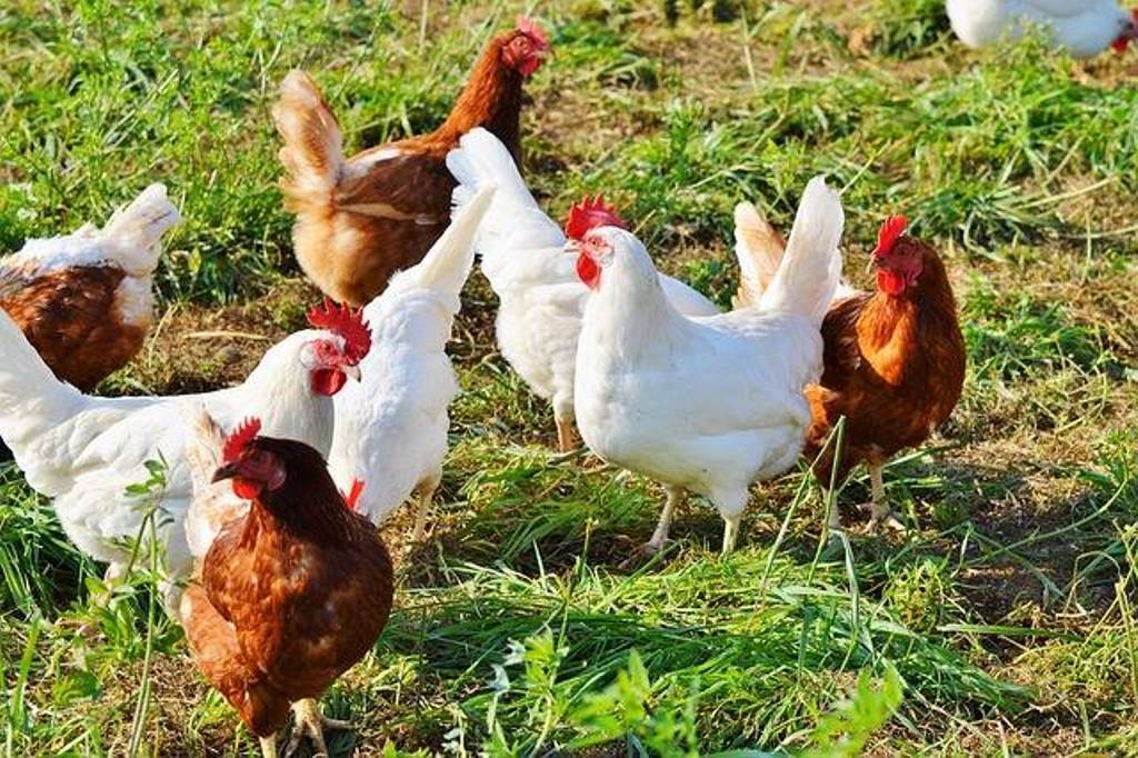 Integrate Poultry with Horticulture