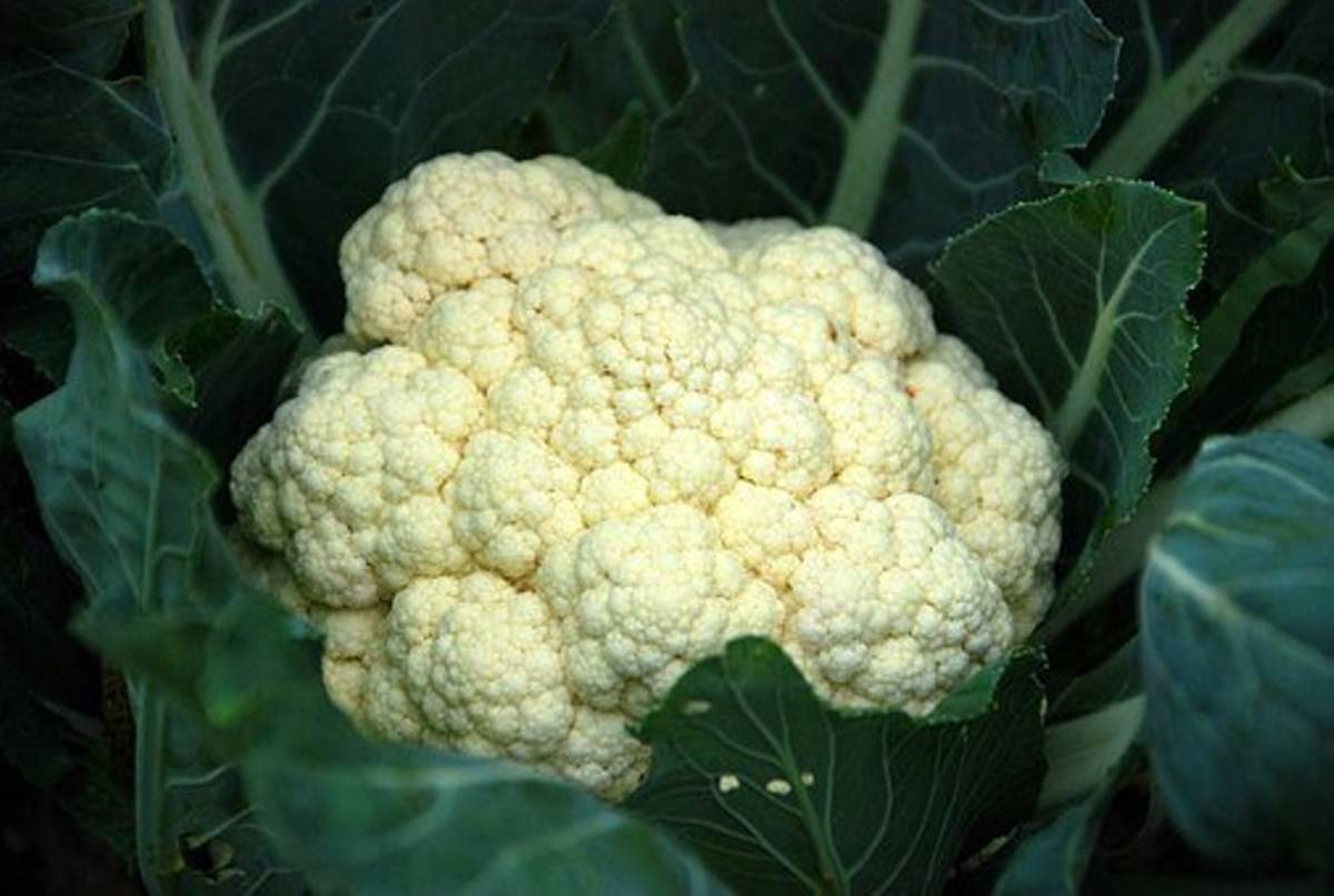 Cauliflower and its Leaves