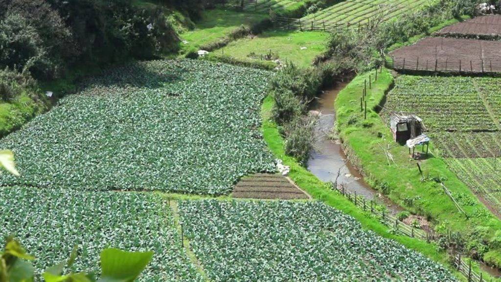 Organic Farming in Sikkim