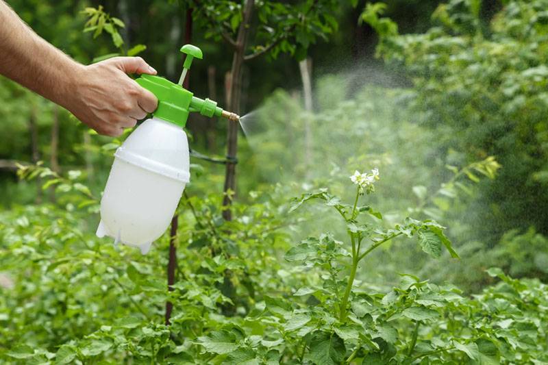 Spraying Insecticide in Plant