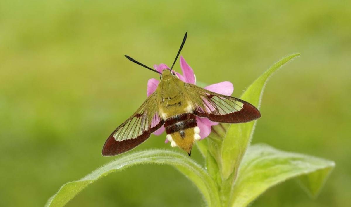 Moths are Important Pollinators in Himalayan Ecology, New Study finds