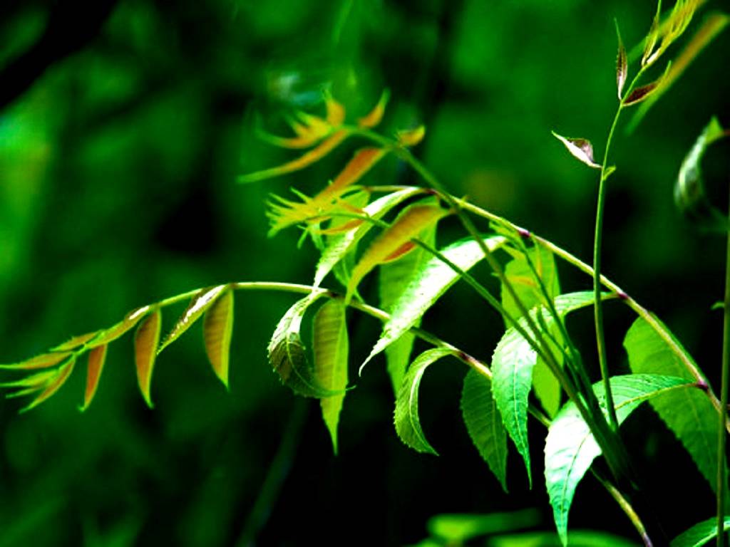 'Dieback disease' has spread like wildfire affecting hundreds of neem trees across the state.