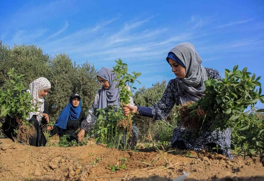 Women in Gaza performing agricultural activities