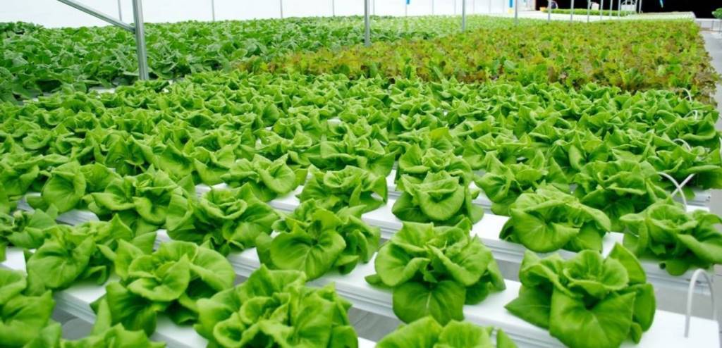 Hydroponic Farming