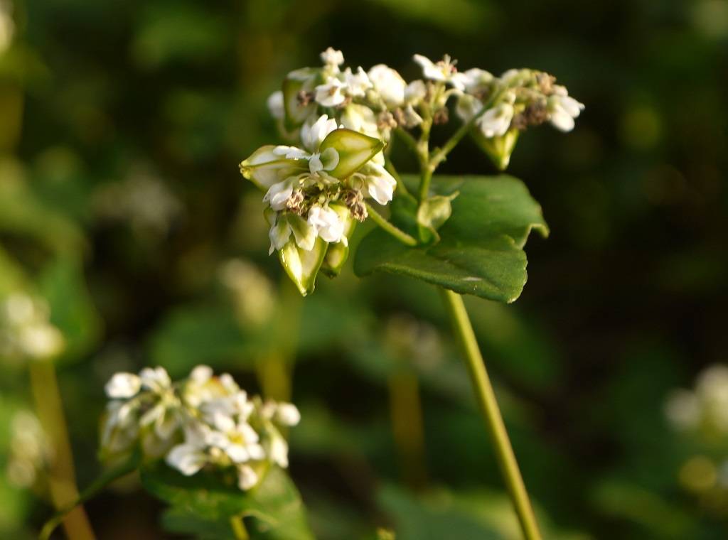 Buckwheat Plant