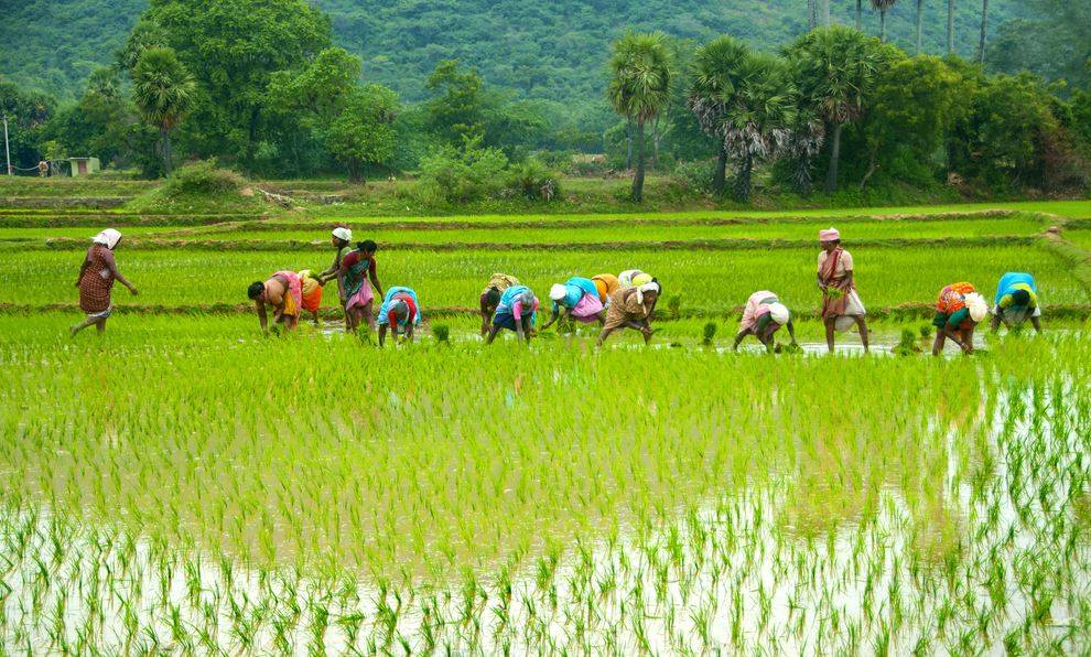 Farmers working in field