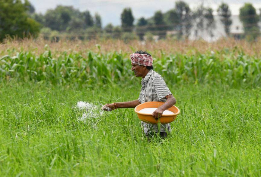 Farmer sprinkling fertilizer in his field