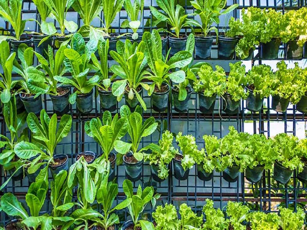 Vertically grown Leafy greens