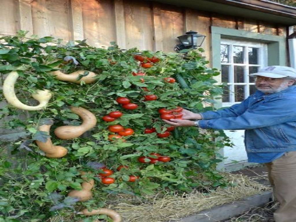 Vertical Tomato Farming