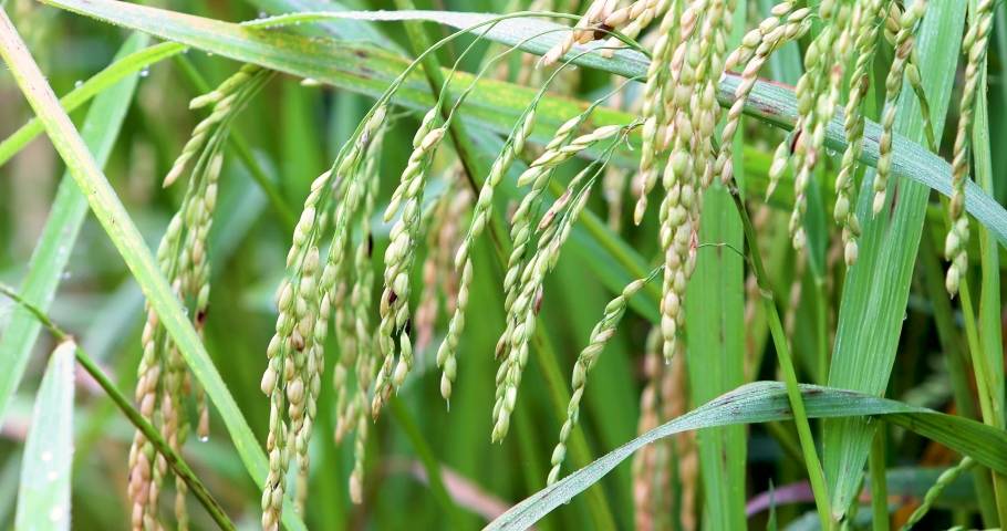 Mildew Disease in Wheat Crop