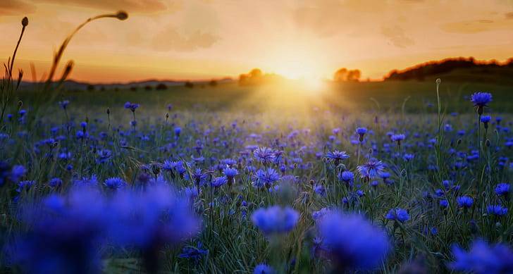 Cornflower- A Spring Flower