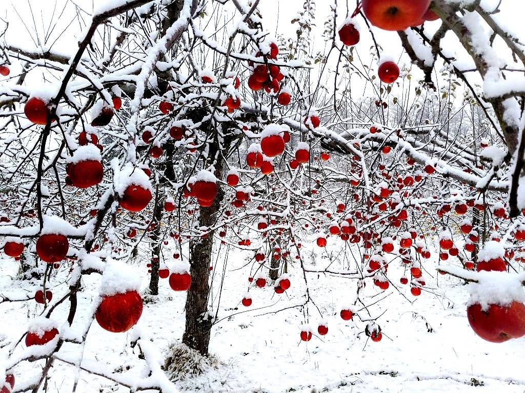 J&K: Department of Horticulture issued Guidelines for Orchardists in View of Inclement Weather Prediction